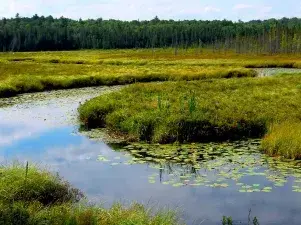 Wetland